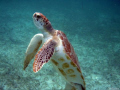   Standing Tall juvenile green sea turtle quite personality. took this shot Akumal Bay Mexico. where turtles come daily feed grass. one my photos help support conservation efforts... personality Mexico grass efforts  